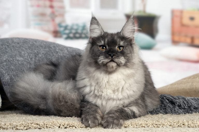 chatte maine coon black smoke - Maycoonfolie's & Maine's Fairies Paris