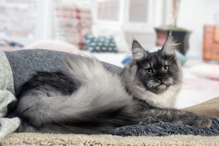 Un chat allongé sur un tapis. chatte maine coon black smoke - Maycoonfolie's & Maine's Fairies Paris