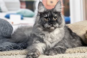FR* Xsköll of Maine’s Fairies, femelle Maine Coon LOOF black smoke
