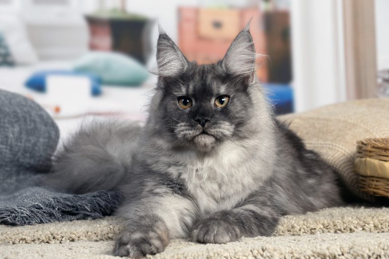 Un chat gris sur un tapis. Chatte maine coon black smoke - Maycoonfolie's & Maine's Fairies Paris