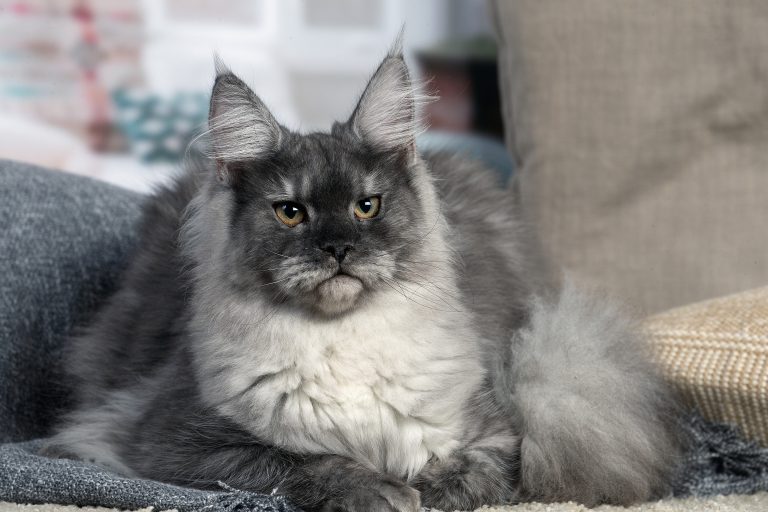 Un chat Maine Coon gris, une chatte maine coon black smoke - Maycoonfolie's & Maine's Fairies Paris