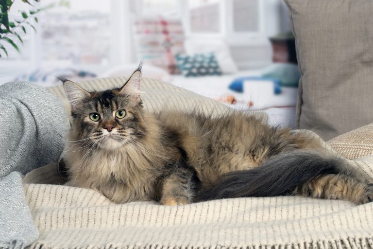 Femelle Maine Coon LOOF brown tortie blotched tabby, reproductrice âgée de 2 ans - Un chat allongé sur un canapé. maine coon brown blotched tabby - Maycoonfolie's & Maine's Fairies Paris