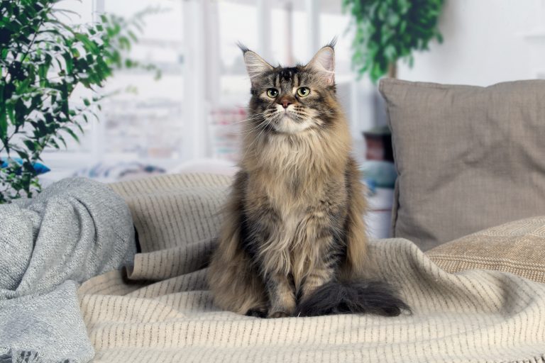 chatte maine coon brown blotched tabby - Maycoonfolie's & Maine's Fairies Paris
