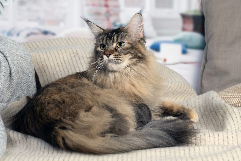 chatte mmaine coon brown blotched tabby - Maycoonfolie's & Maine's Fairies Paris