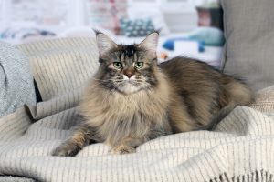 Un chat majestueux sur un canapé. chatte maine coon brown blotched tabby - Maycoonfolie's & Maine's Fairies Paris