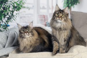 Photo de deux reproductrices Maine Coon - Maycoonfolie's Paris