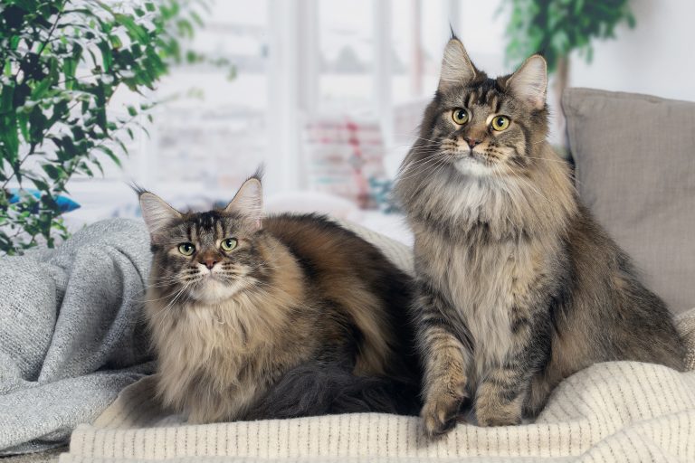 Photo de deux reproductrices Maine Coon - Maycoonfolie's Paris