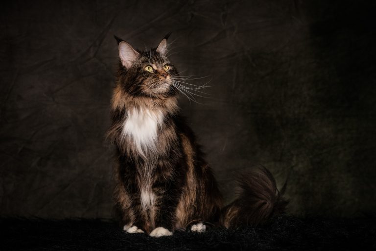 Femelle Maine Coon brown blotched tabby & blanc adulte - Linette Maine Coon brown blotched tabby & white - Un chat majestueux dans un studio photo. chatte de race Maine Coon brown blotched tabby and white - Linette de Maycoonfolie's