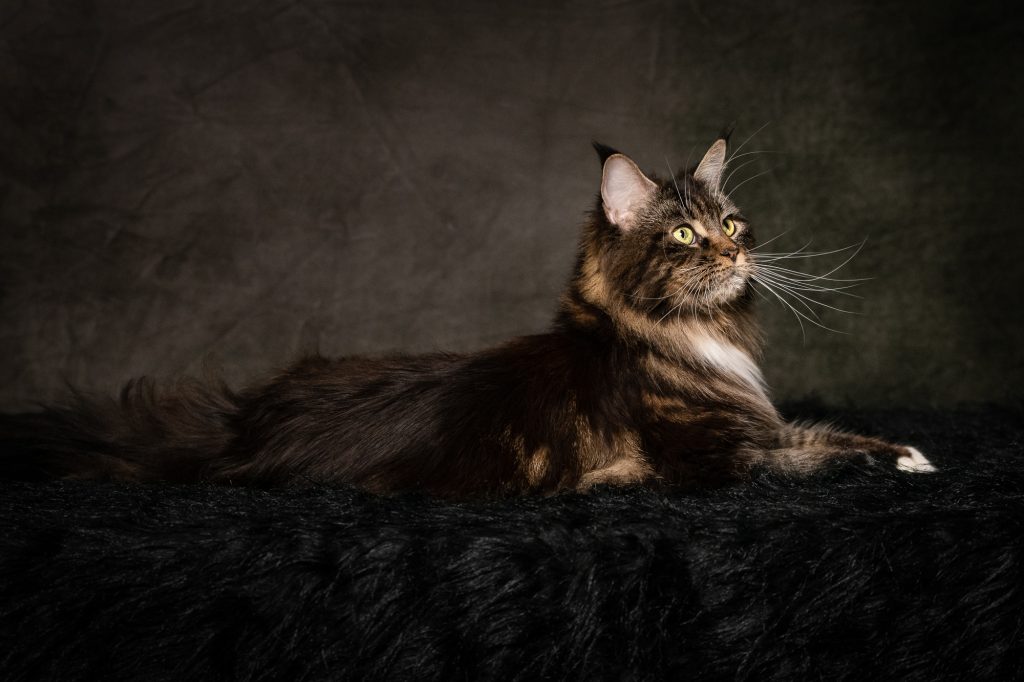 Portrait de Linette, Maine Coon issue de lignée canadienne - Linette Maine Coon brown blotched tabby & white - Un chat majestueux dans un studio photo. chatte de race Maine Coon brown blotched tabby and white - Linette de Maycoonfolie's