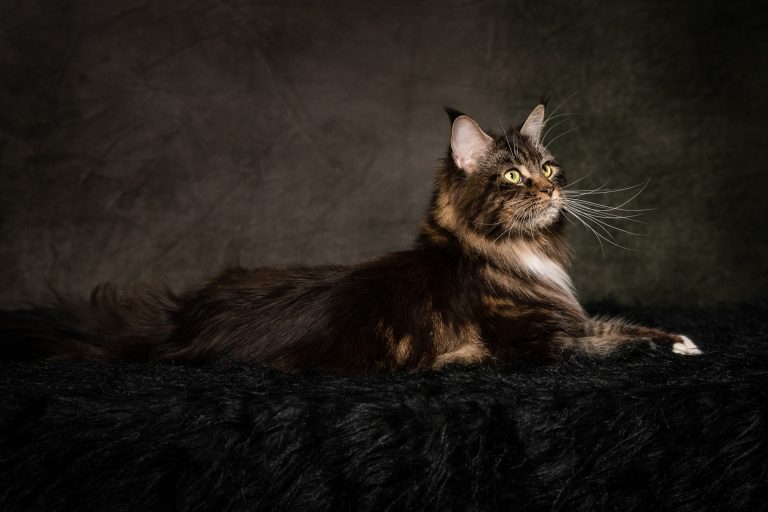 Portrait de Linette, Maine Coon issue de lignée canadienne - Linette Maine Coon brown blotched tabby & white - Un chat majestueux dans un studio photo. chatte de race Maine Coon brown blotched tabby and white - Linette de Maycoonfolie's