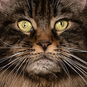 Tête de femelle Maine Coon conforme au standard - tete de chat maine coon femelle brown blotched tabby - Maycoonfolie's Paris