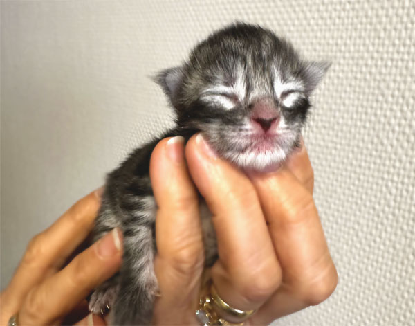 Aldéron of Maine's Fairies, mâle Maine Coon black silver mackerel tabby, jeune chaton issu de la chatterie of Maine's Fairies.