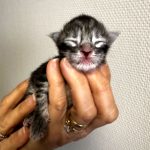 Aldéron of Maine's Fairies, mâle Maine Coon black silver mackerel tabby, chaton issu de la chatterie of Maine's Fairies.