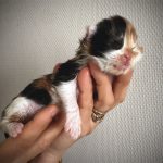 chatons Maine Coon 2025 – Maycoonfolie's Paris - photo d'une chatonne black tortie et blanche - Maycoonfolie's Paris