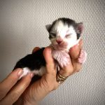 chatonne Maine Coon polydactyle Black Tortie et blanche - Maycoonfolie's Paris