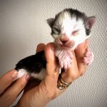 chatonne Maine Coon polydactyle Black Tortie et blanche - Maycoonfolie's Paris