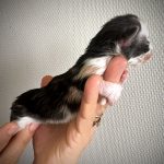 chatonne Maine Coon polydactyle Black Tortie et blanche - Maycoonfolie's Paris