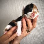 photo d'une chatonne black tortie et blanche - Maycoonfolie's Paris