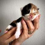 photo d'une chatonne black tortie et blanche - Maycoonfolie's Paris