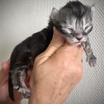 chaton maine coon black silver blotched tabby - maycoonfolie's Paris