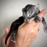 chaton maine coon black silver blotched tabby - maycoonfolie's Paris