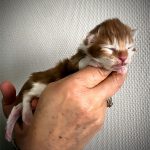 Mâle maine coon de couleur red et blanc - Maycoonfolie's Paris