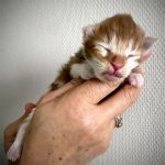 Mâle maine coon de couleur red et blanc - Maycoonfolie's Paris