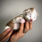 chaton Maine Coon Red Silver and White - Maycoonfolie's Paris