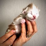 chaton Maine Coon Red Silver and White - Maycoonfolie's Paris