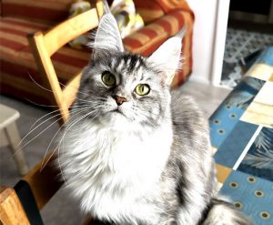 Femelle Maine Coon LOOF black tortie silver blotched tabby, âgée de 1 an - chatte maine coon black tortie silver blotched tabby - Maycoonfolie's Paris