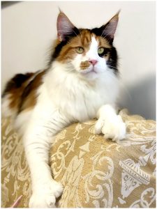 Maine Coon Polydactyle Unchained Melody PP of Maine's Fairies - Maycoonfolie's Paris