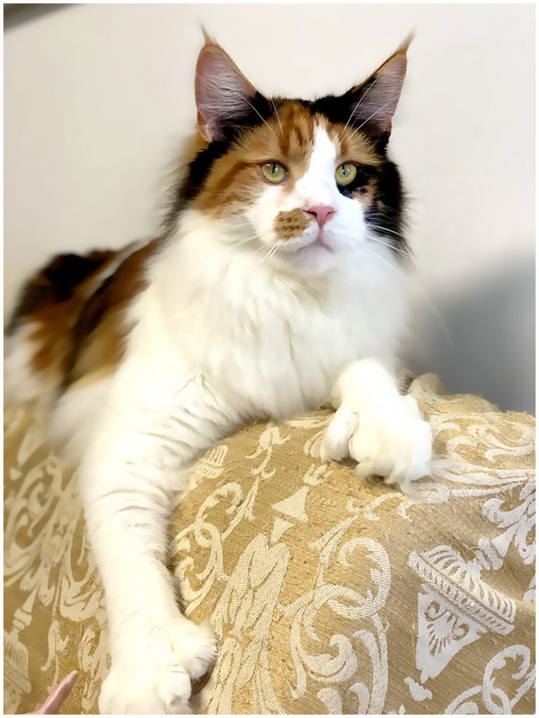 Maine Coon Polydactyle Unchained Melody PP of Maine's Fairies - Maycoonfolie's Paris