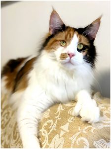 Maine Coon Polydactyle Unchained Melody PP of Maine's Fairies - Maycoonfolie's Paris