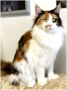 Maine Coon Polydactyle Unchained Melody PP of Maine's Fairies - Maycoonfolie's Paris