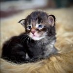 Jeune chaton Maine Coon mâle brown blotched tabby en séance photo à la chatterie