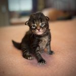 Chaton Maine Coon mâle brown blotched tabby, robe brune intense aux motifs marbrés harmonieux, allure calme et regard expressif.