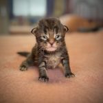 Alderbrook Rune of Maine’s Fairies, Maine Coon mâle brown blotched tabby, pelage long et structuré, silhouette élégante et tête bien typée.