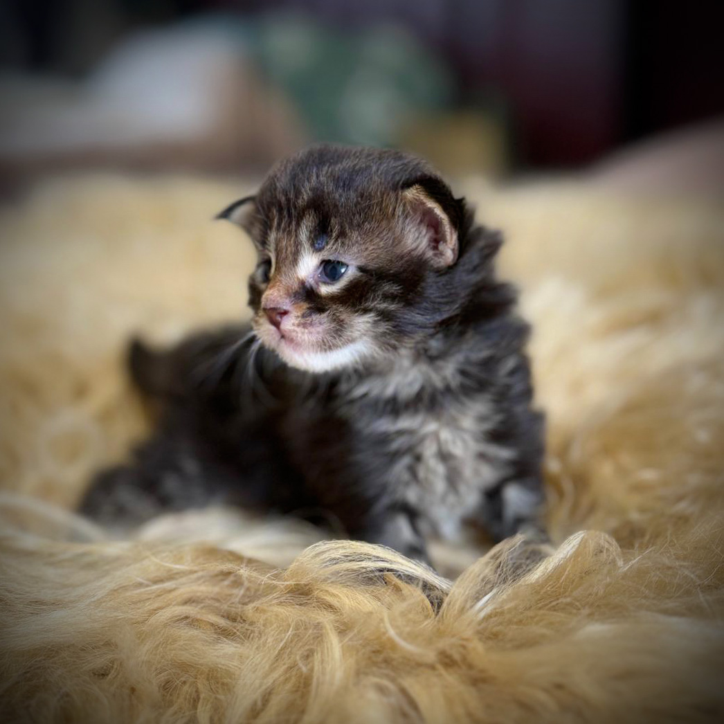 Chaton Maine Coon mâle brown blotched tabby, né en 2026 – élevage of Maine’s Fairies à Paris