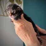 Chaton Maine Coon brown blotched tabby, marquages larges et contrastés
