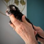 Chaton Maine Coon brown blotched tabby, ossature et gabarit prometteurs