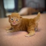 Jeune Maine Coon mâle de couleur red blotched tabby, au pelage roux intense avec marquages classiques, posé calmement devant l’objectif.