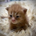 Jeune chaton Maine Coon red tabby au pelage tigré roux, issu de lignées sélectionnées