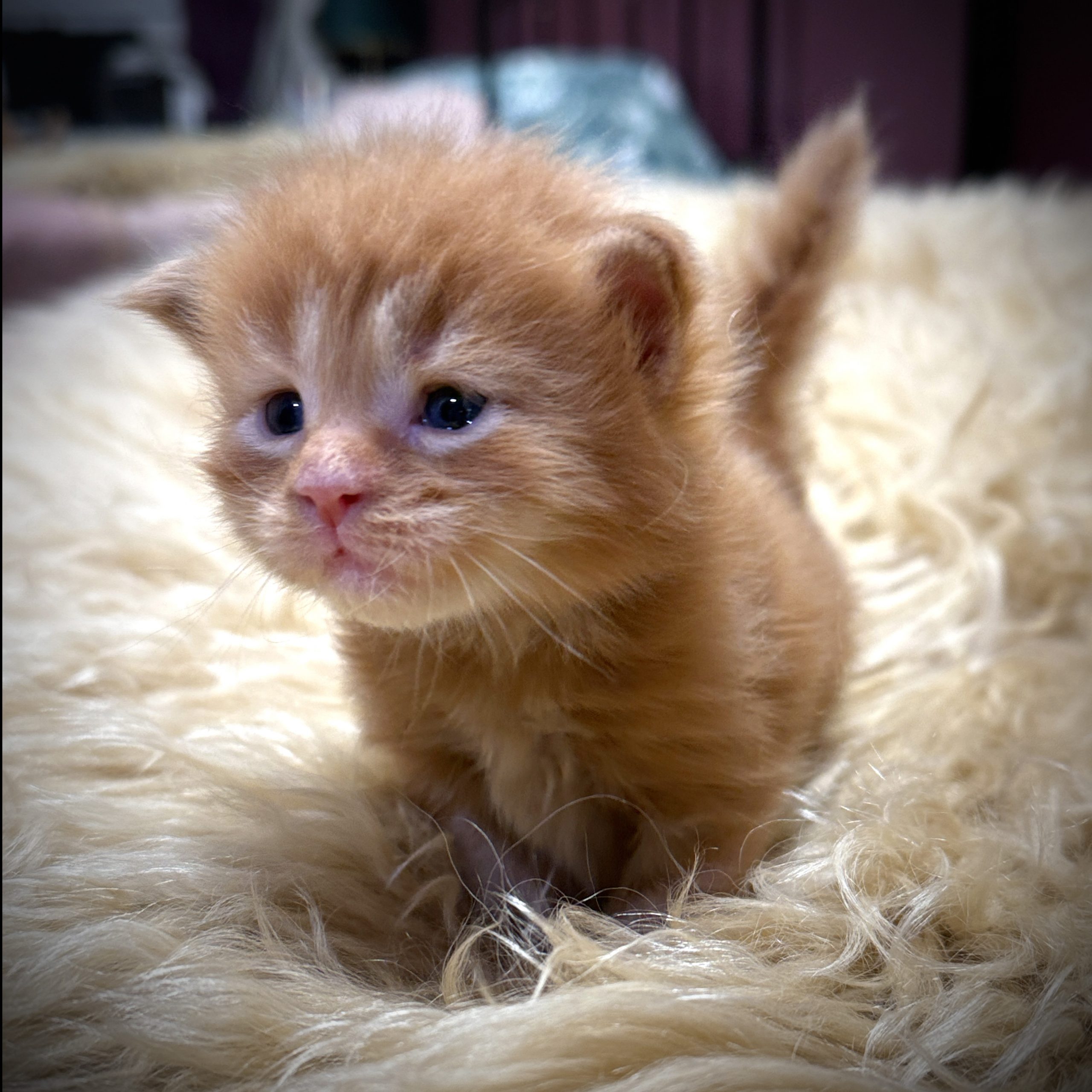 Chaton Maine Coon mâle red blotched tabby en séance photo à la chatterie