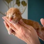 Chaton Maine Coon mâle red blotched tabby, au pelage roux lumineux avec larges marquages marbrés, expression curieuse et posture détendue.