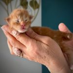 Chaton Maine Coon red blotched tabby, portrait au regard doux