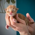 Amberflame Fox, Maine Coon mâle red blotched tabby, pelage épais et bien structuré, photographié lors de sa croissance.