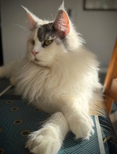 Chatte Maine Coon PP issue de RU* CH. Nordirbiscat Kaiser et FR* Unchained Melody PP of Maine’s Fairies, Paris