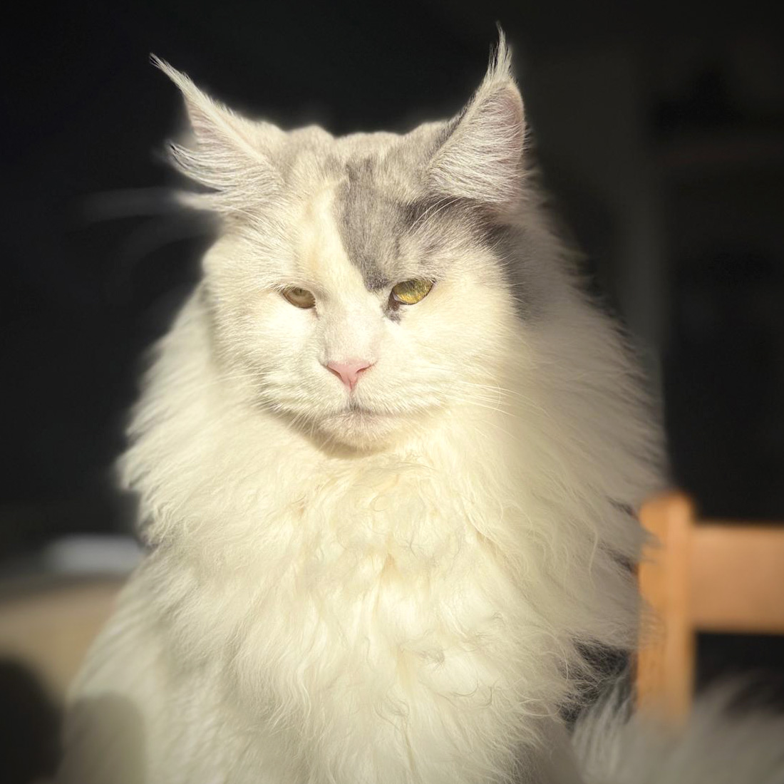 Maine Coon femelle PP black tortie smoke blanc arlequin fs 02 94, née en 2025, of Maine’s Fairies Paris