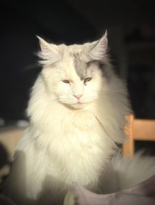 Chatte Maine Coon black tortie smoke et blanc arlequin PP, née le 29 janvier 2025, élevage of Maine’s Fairies à Paris