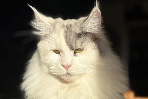 FR* Auburn Mist PP of Maine’s Fairies, femelle Maine Coon LOOF black tortie smoke et blanc